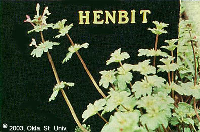 Henbit (Lamium amplexicaule)