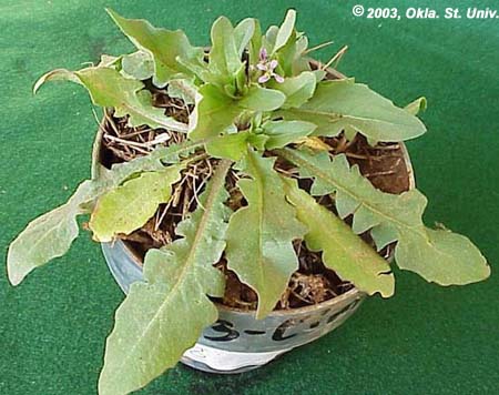 Blue Mustard (Chorispora tenella)