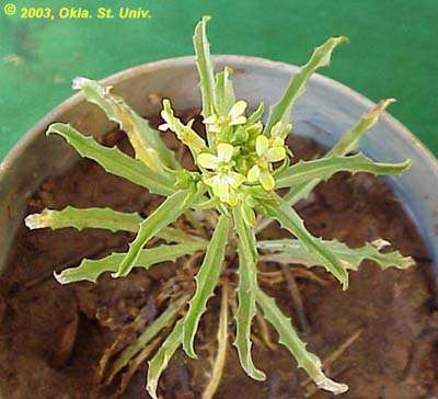 Bushy Wallflower (Ersimum repandum)