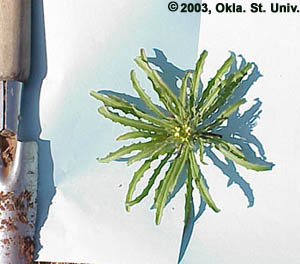 Bushy Wallflower (Ersimum repandum)