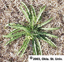 Bushy Wallflower (Ersimum repandum)