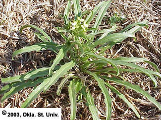 Bushy Wallflower (Ersimum repandum)
