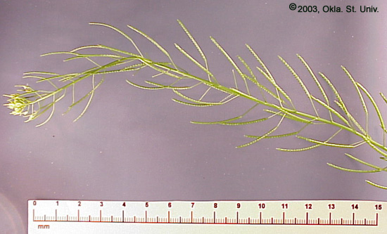 Flixweed (Descurainia sophia)