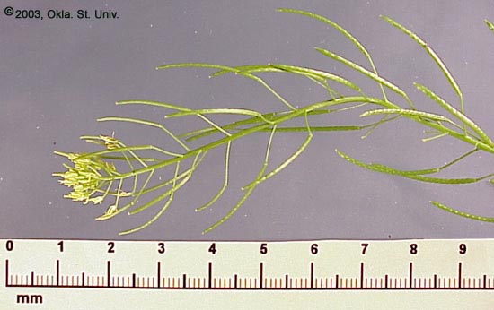 Flixweed (Descurainia sophia)