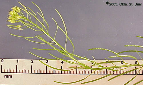 Flixweed (Descurainia sophia)