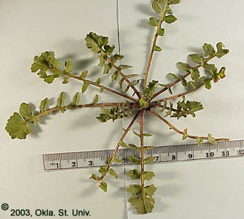 Hedge Mustard (Sisymbrium officinale)