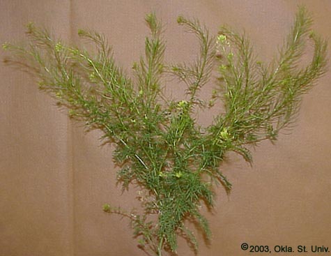 Hedge Mustard (Sisymbrium officinale)