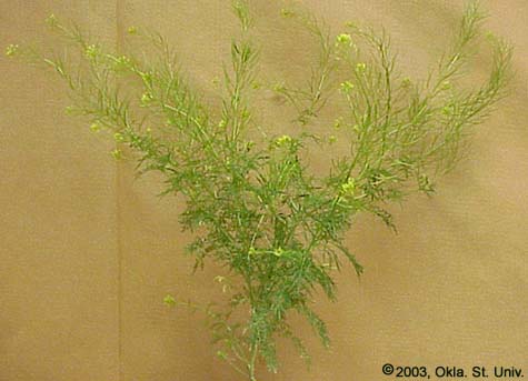 Hedge Mustard (Sisymbrium officinale)