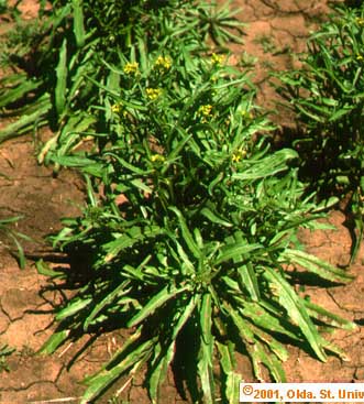 Bushy Wallflower (Ersimum repandum)