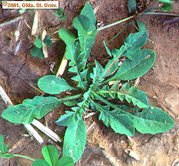 Shepherdspurse (Capsella bursa-pastoris)