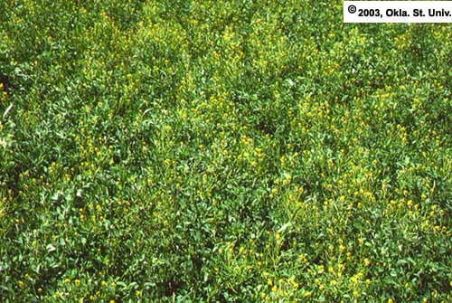 Mustards in Alfalfa