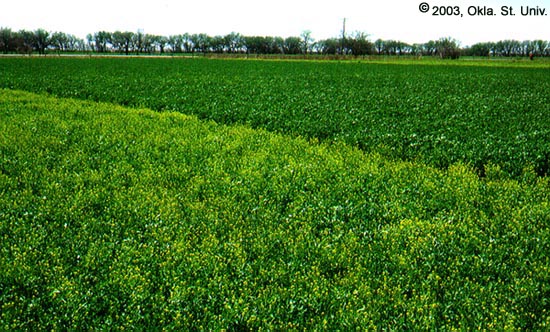 Mustards in Alfalfa