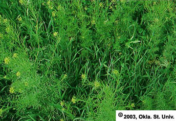 Mustards in Alfalfa