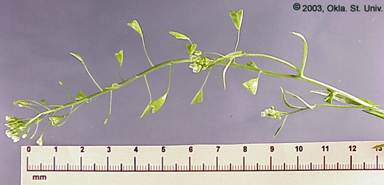 Shepherdspurse (Capsella bursa-pastoris)