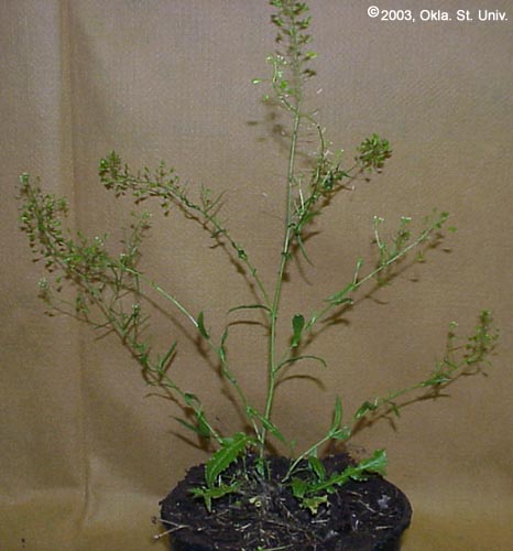 Shepherdspurse (Capsella bursa-pastoris)