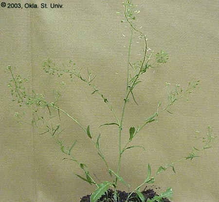Shepherdspurse (Capsella bursa-pastoris)