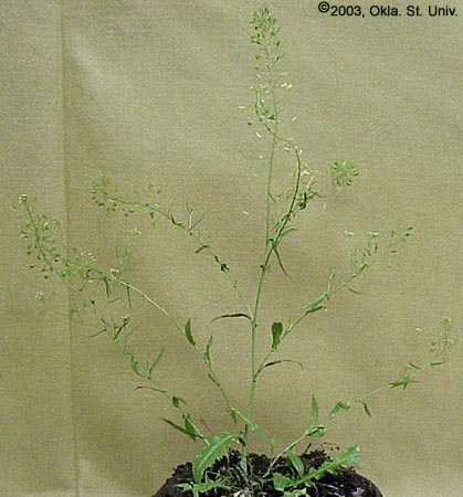 Shepherdspurse (Capsella bursa-pastoris)