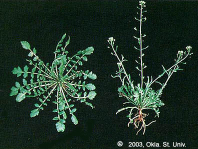 Shepherdspurse (Capsella bursa-pastoris)
