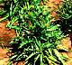 tn_mustard-02_jpg.jpg (3667 bytes)