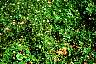 tn_mustard-06_jpg.jpg (3598 bytes)