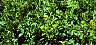 tn_mustard03_jpg.jpg (2859 bytes)