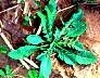 tn_mustard04_jpg.jpg (3767 bytes)