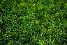 tn_mustard05_jpg.jpg (3247 bytes)