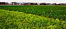 tn_mustard07_jpg.jpg (2265 bytes)