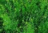 tn_mustard_jpg.jpg (3324 bytes)