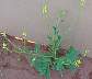 Wild Mustard
