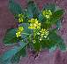 Wild Mustard
