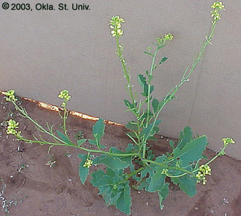 Wild Mustard (Sinapis arvensis)