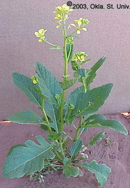 Wild Mustard (Sinapis arvensis)