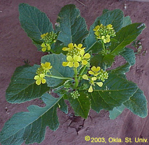Wild Mustard (Sinapis arvensis)