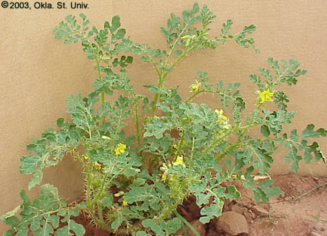 Buffalobur (Solanum rostratum)