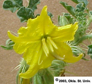 Buffalobur (Solanum rostratum)