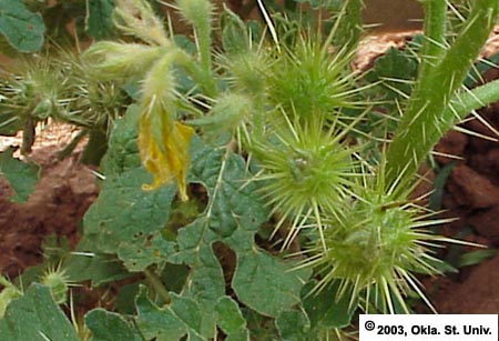 Buffalobur (Solanum rostratum)