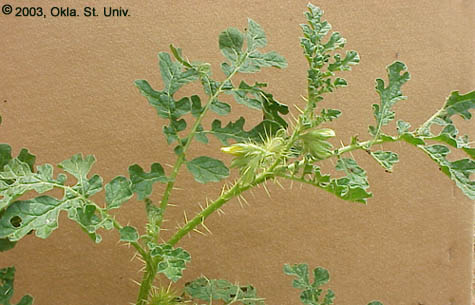 Buffalobur (Solanum rostratum)
