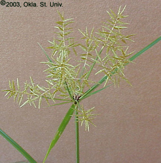Yellow nutsedge (Cyperus esculentus)