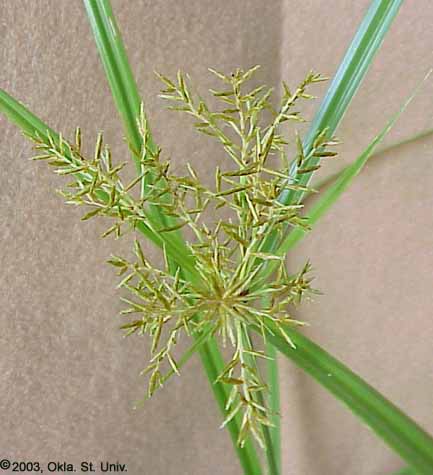 Yellow Nutsedge (Cyperus esculentus)