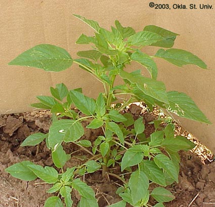 Palmer Amaranth (Amaranthus palmeri)