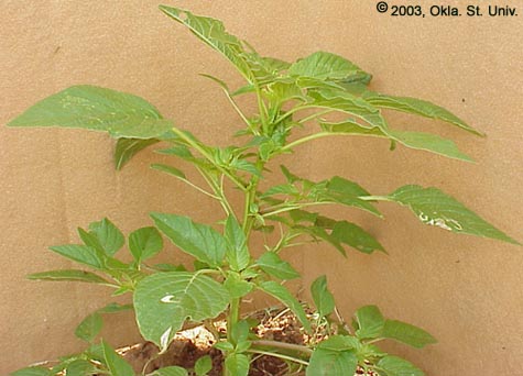 Palmer Amaranth (Amaranthus palmeri)