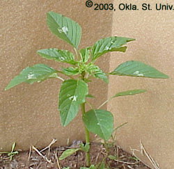 Palmer Amaranth (Amaranthus palmeri)