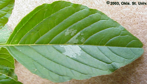 Palmer Amaranth (Amaranthus palmeri)
