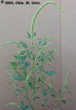Palmer Amaranth (Amaranthus palmeri)