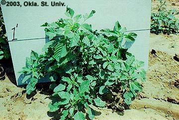 Pigweed (Careless Weeds)