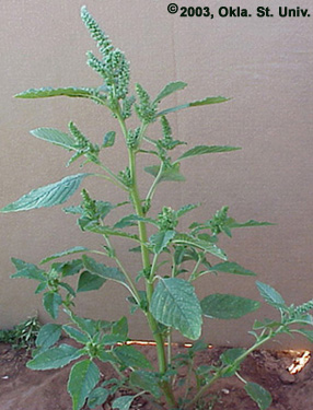 Redroot Pigweed (Amaranthus retroflexus)