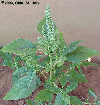 Redroot Pigweed (Amaranthus retroflexus)