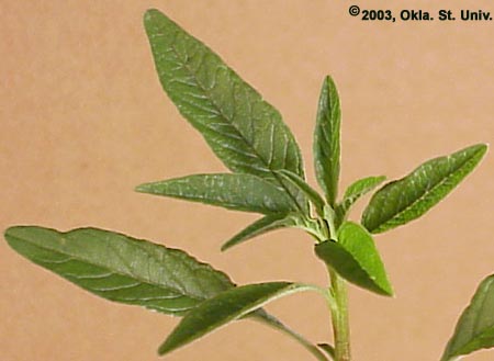 Tall Waterhemp