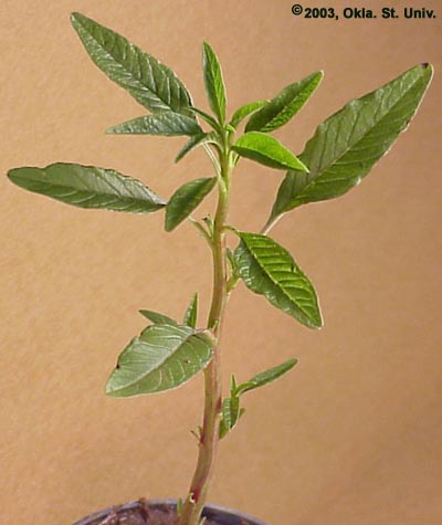 Tall Waterhemp